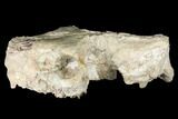 Fossil Oreodont (Merycoidodon) Skull - Wyoming #174374-7